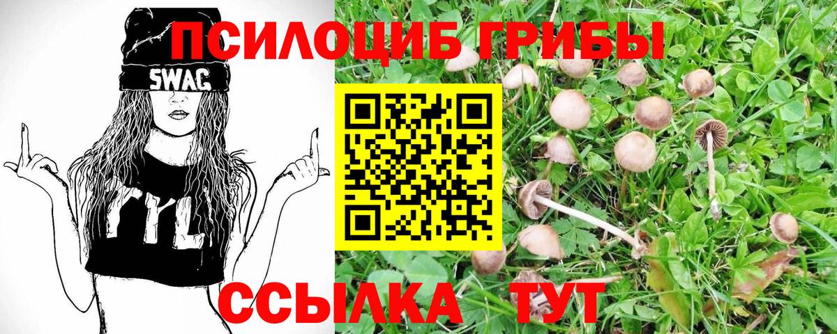 Псилоцибиновые грибы прущие грибы Губаха